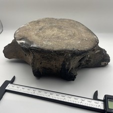 HUGE Whale Vertebrae Fossil