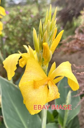 Photo canna lily - ,