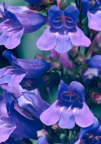 Penstemon heterophyllus - penstemon,