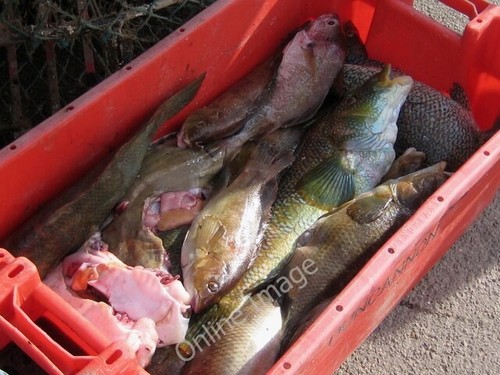 Photo 6x4 freshly caught fish - photo,