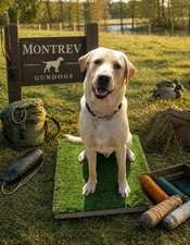 Dog Training Place