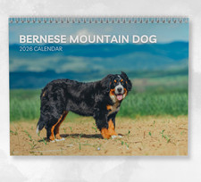 Bernese Mountain Dog Calendar