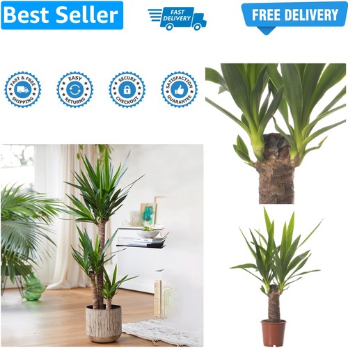 Yucca elephantipes large - yucca,
