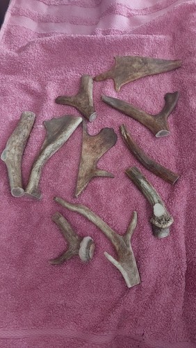 Deer antler oddball pieces for - pieces,