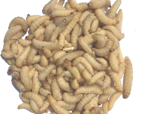 Live wax moth larvae - live, 2
