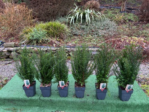 English yew trees - english,