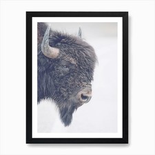Bison Horns Art Print Framed