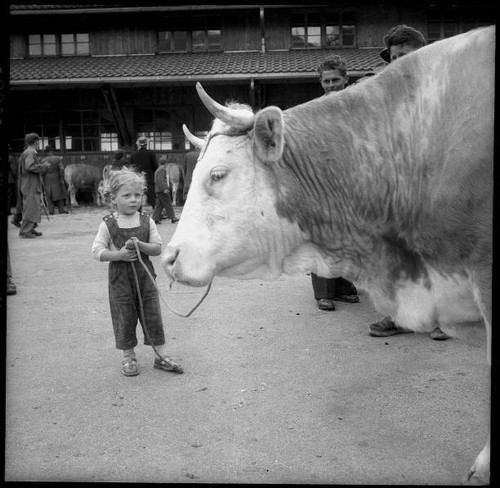 Little girl with cow - , at