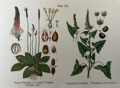 Antique print hoary - print,