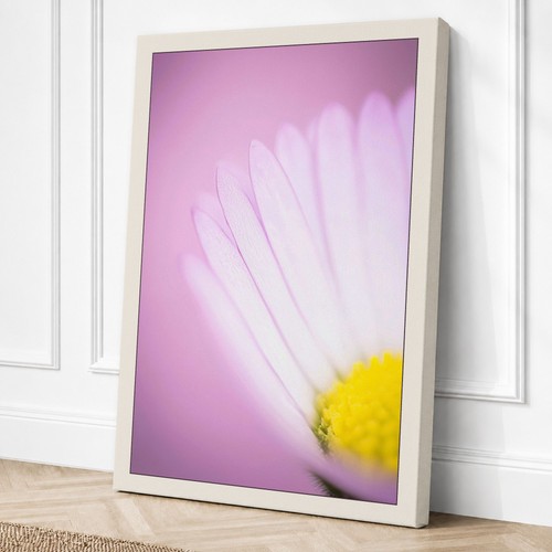 Soft daisy bloom botanical - soft,