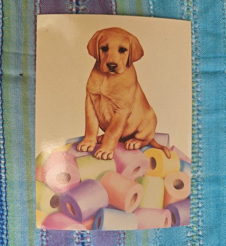 Athena international animal - international,
