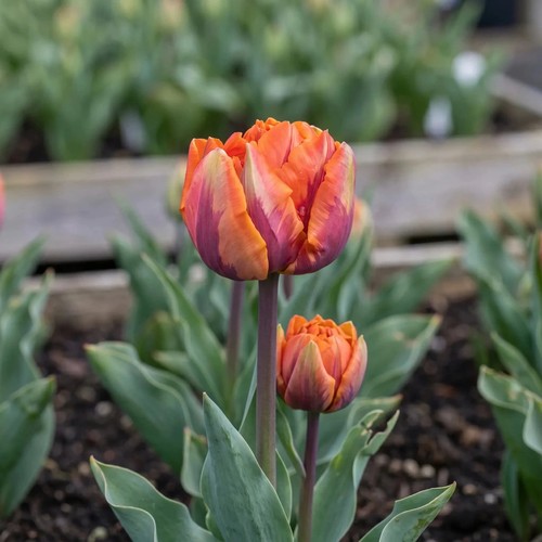 Tulip orange princess bulbs - tulip,