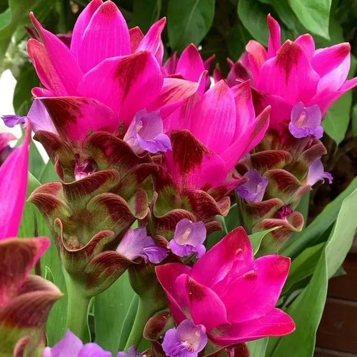 Imported curcuma siam - curcuma, tulip
