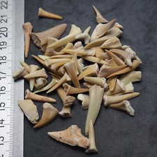 25 grams Shark Sand Tiger