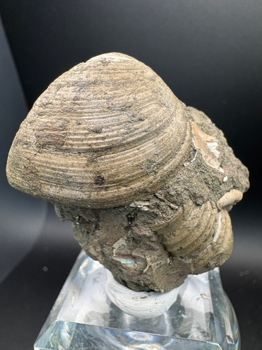 6874 fossil clam with crinoids - 6874,