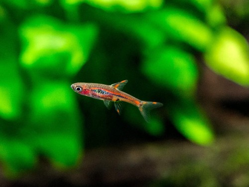 Assorted dwarf rasbora - assorted,
