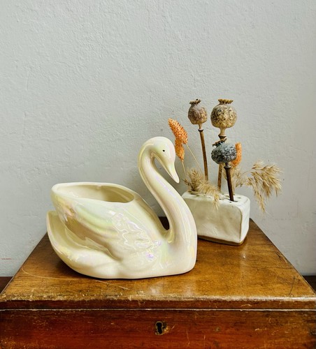 Gorgeous opalescent swan plant - opalescent,