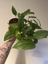 Cebu Blue Pothos Indoor