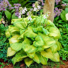 Hosta Guacamole Plantain Lily Garden Ready Plants Evergreen Outdoor Plant in Pot