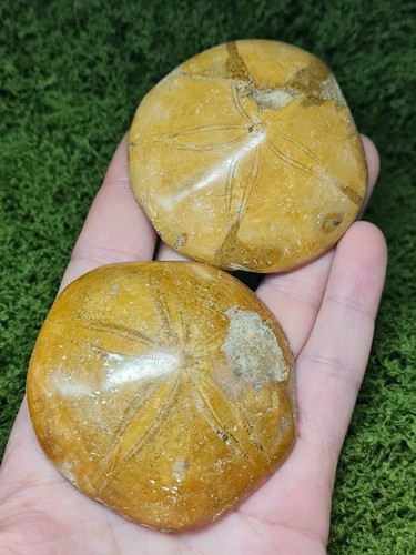 Madagascar sea urchin fossil - sea,