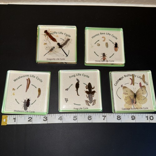 Excellerations insect life - excellerations,