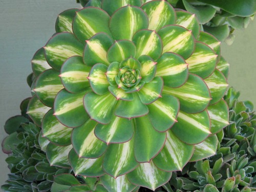 Aeonium starburst house - , |