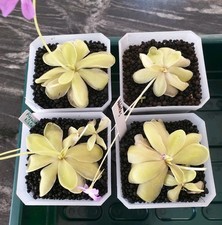 Pinguicula Niklas, flowering. 