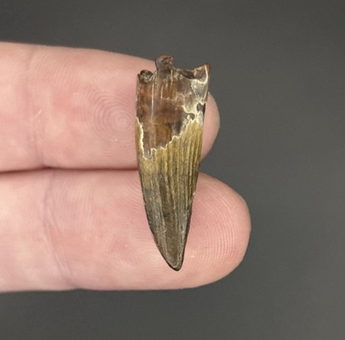 Suchomimus dinosaur tooth - suchomimus,