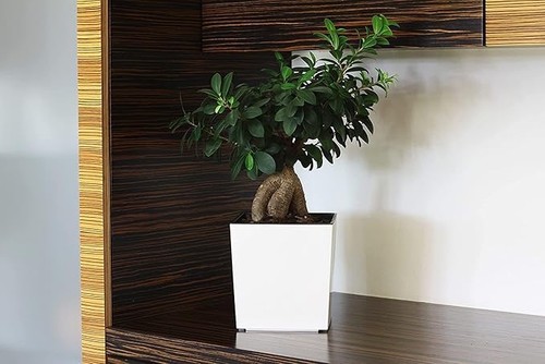 Square gloss plant pot with - square,