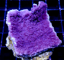 Purple Cadbury Monti Montipora