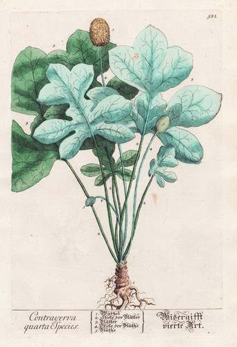 Dorstenia contrajerva botany