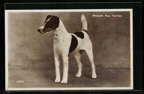 Smooth fox terrier - fox, terrier,