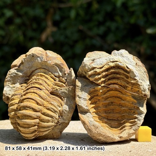 Diacalymene trilobite fossil - diacalymene,