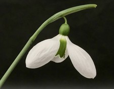 Galanthus Melanie Broughton