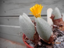 Conophytum species in a 3.5" pot, in flower now
