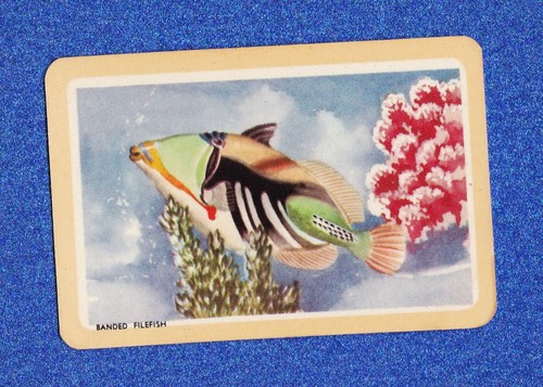 Vintage woolworths fish swap - woolworths,