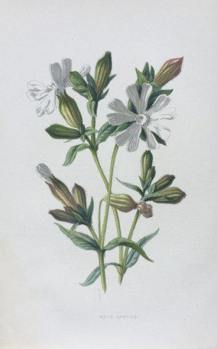 Antique print white campion - print,