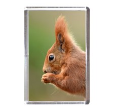 Fridge Magnet: Red Squirrel