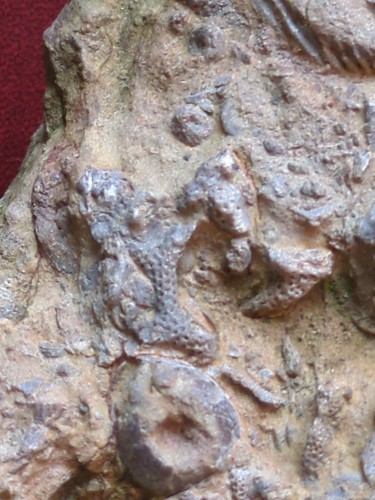 Fossil reef plate - fossil,
