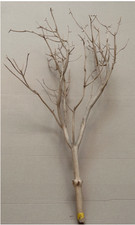 Sand Blasted Manzanita 60cm