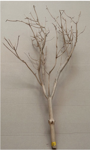 Sand blasted manzanita - sand,