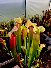 Sarracenia eva carnivorous - eva, (carnivorous
