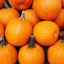 Pumpkin Jack O’Lantern Seeds 