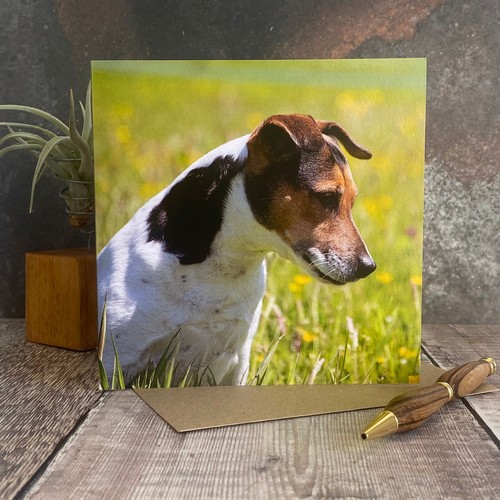 Jack russell greeting - russell,