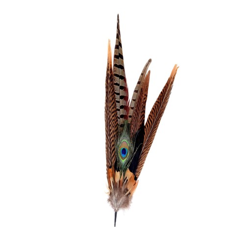Pheasant peacock feather mount - pheasant,