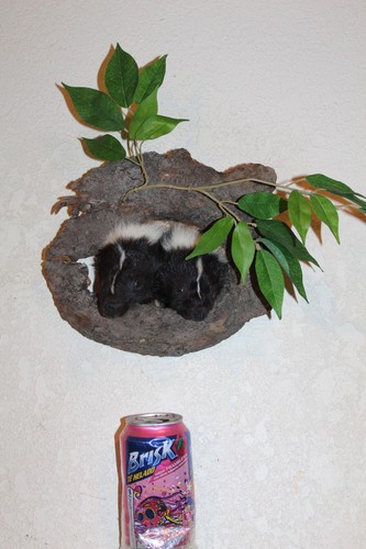 Striped skunk mounts taxidermy - striped,