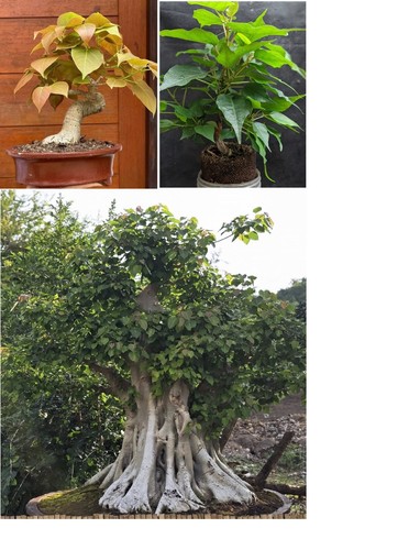 Sacred fig ficus religiosa - ficus,