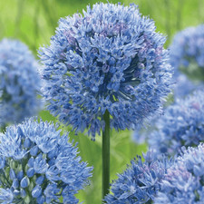 2 x Allium Azureum Caeruleum -