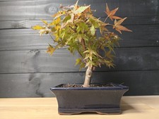 Japanese Maple (Acer) Bonsai Tree |  Informal Upright | In 20cm Pot Outdoors 