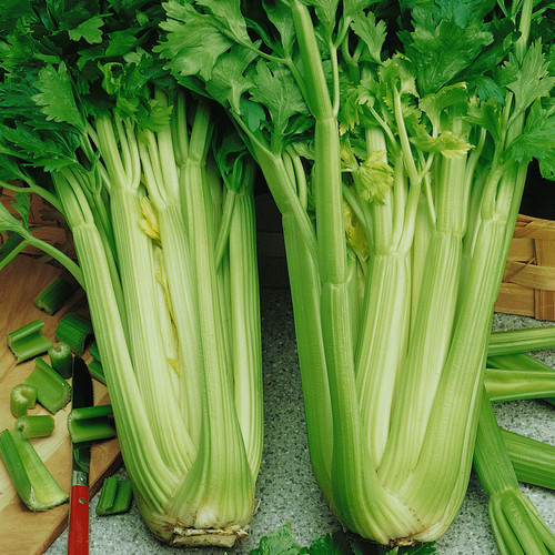 Celery utah plug plants - 6x,